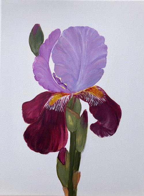 Iris flower on white background, Ritter-Schwertlilie by Nataliia Krykun