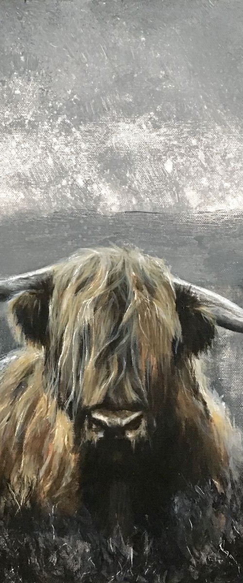 Highland cow art, Grey Highlands by Paul Hardern