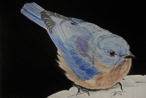 BLUE BIRD by Ann Supan