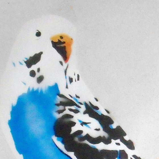 Grandma's budgie (tdt).