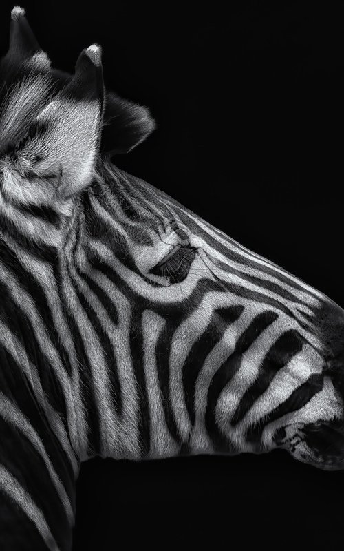 Zebra head by Paul Nash