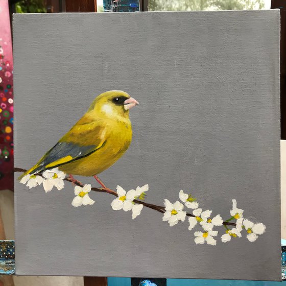 Greenfinch on Cherry Blossom II