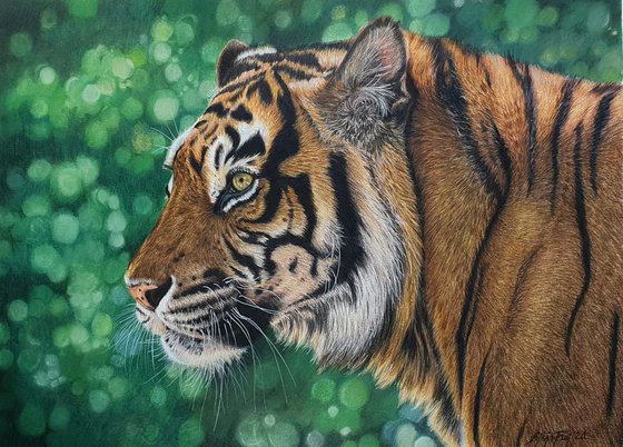 Tiger portrait "Lonesome Hunter"