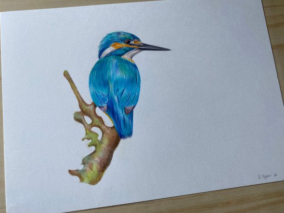 Realistic kingfisher pencil drawing