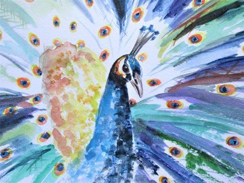 Peacock splendour by MARJANSART