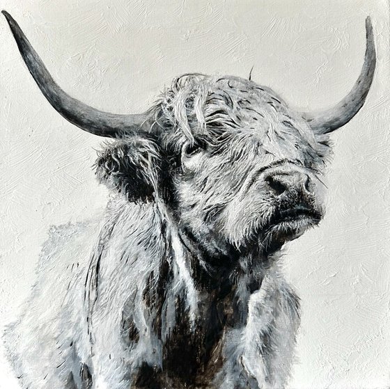 Highland cow black and white