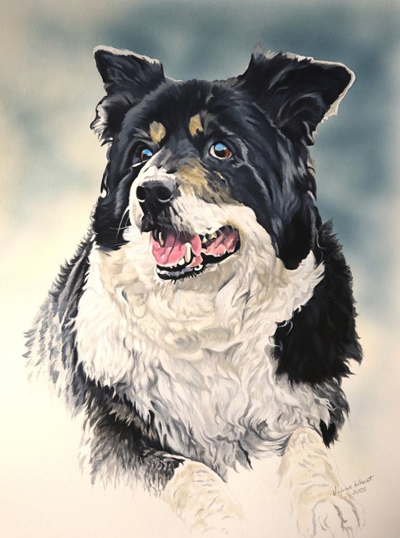Border Collie