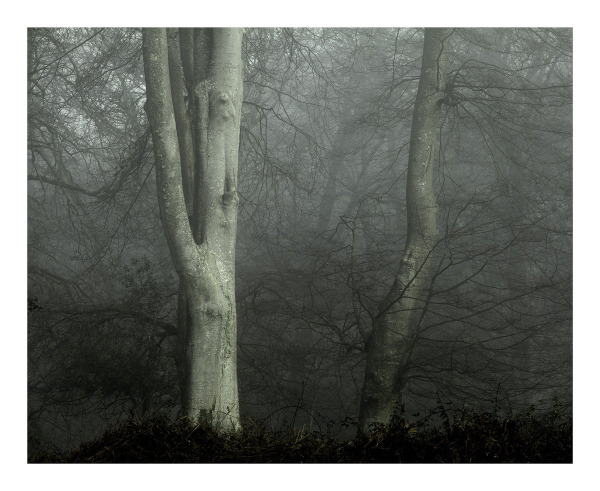 New Forest 2014-III by David Baker