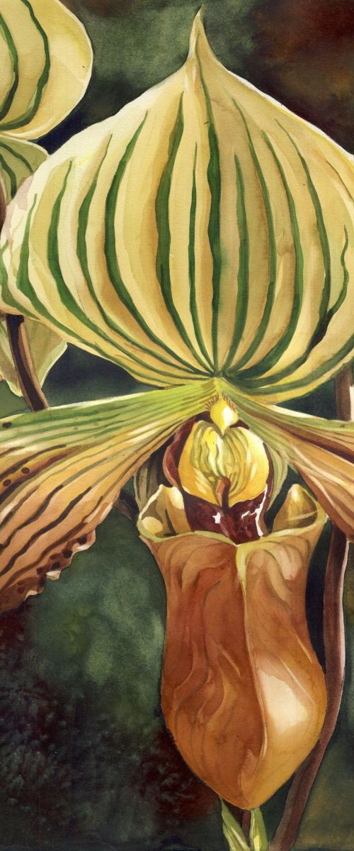 Ladyslipper orchid by Alfred Ng