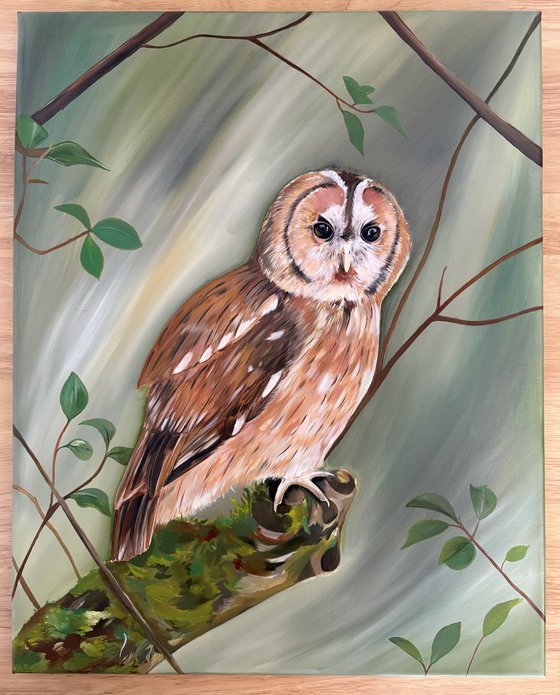 Tawny owl on a branch