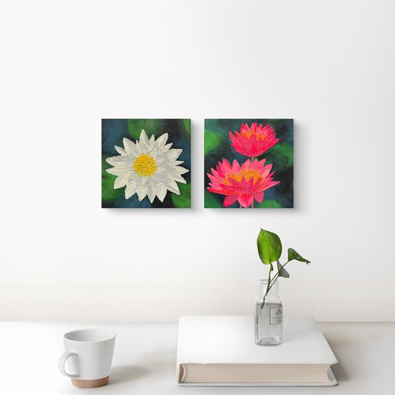 Mini Waterlilies