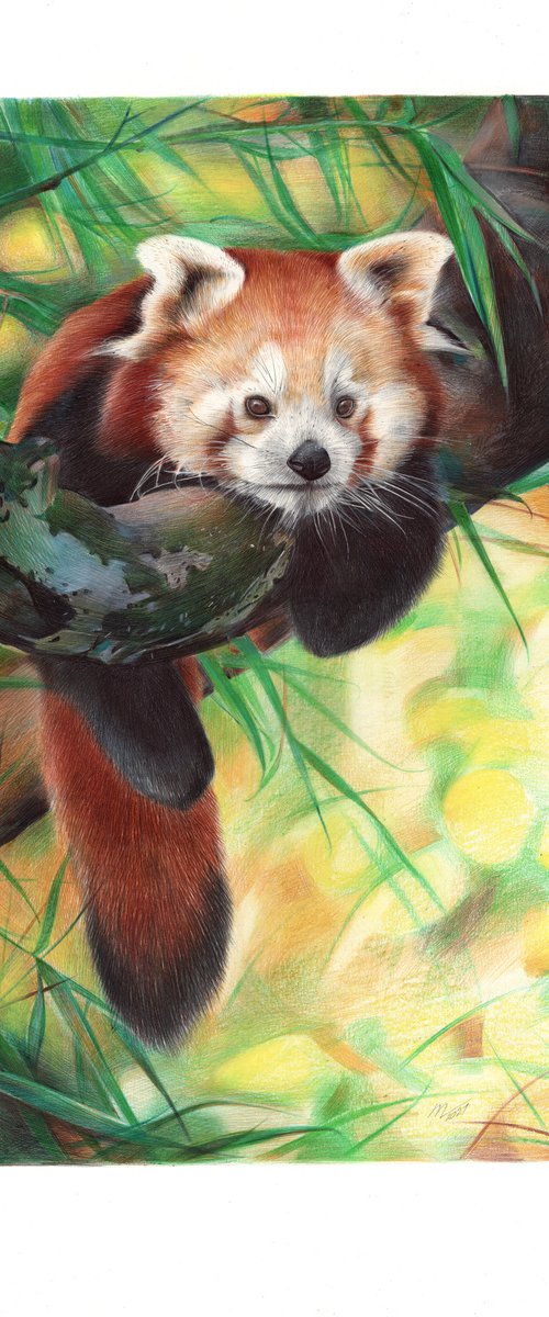 Red Panda by Daria Maier