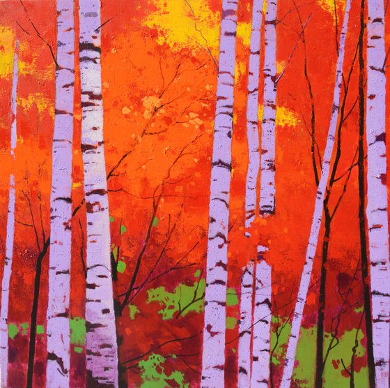 Birch trees forrest 070