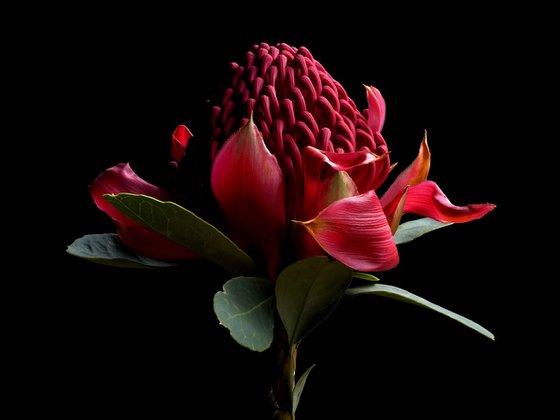 Waratah in Red