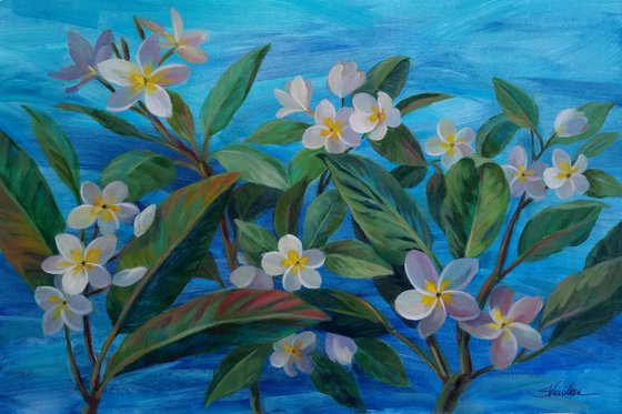 Oceanside Plumeria