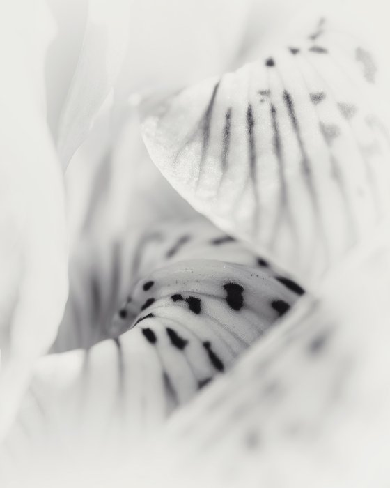 Where the Spring Born