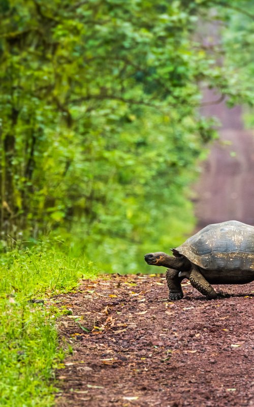 Tortoise Crossing by Nick Dale