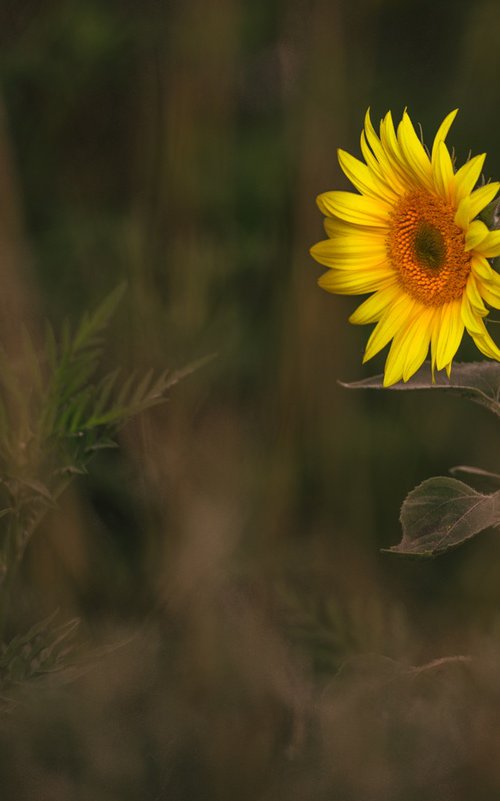 Golden Silence V – Solitary Light by Vlad Durniev