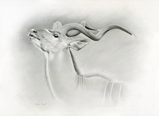 The Greater Kudu