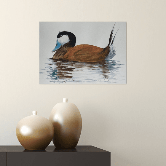 Rosse stekelstaart Ruddy Duck