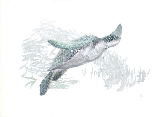 Green Sea Turtle 05