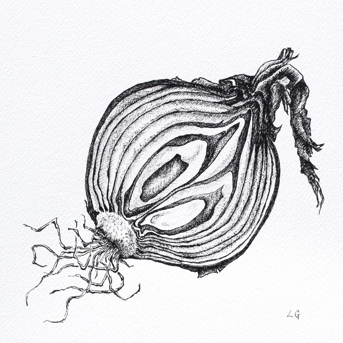 Half Red Onion 3 Ink drawing by Laura Gompertz Artfinder