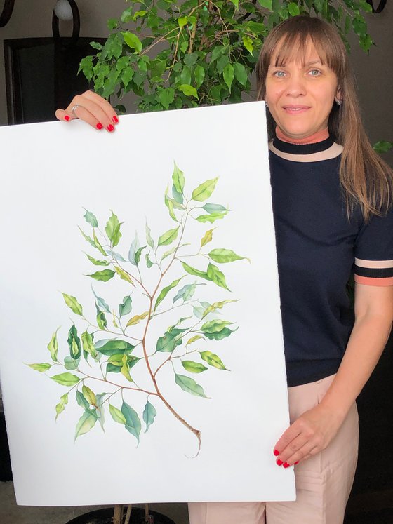 A large branch of Benjamin's ficus. Original watercolour work.