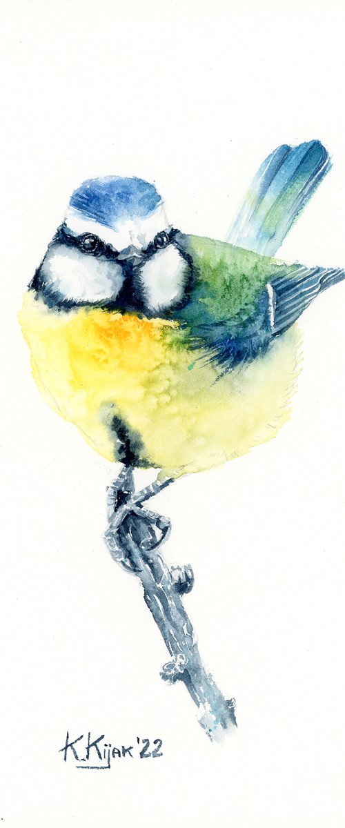 Blue tit from neighborhood by Karolina Kijak