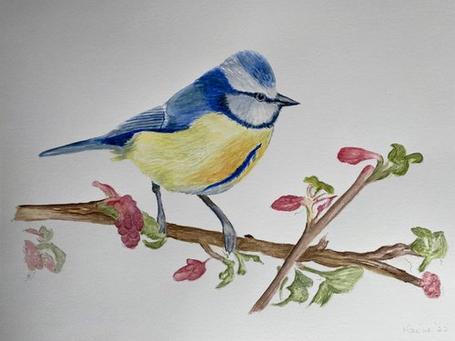 Blue tit by Maxine Taylor