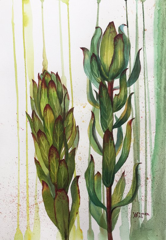 Leucadendron flower. Botanical painting