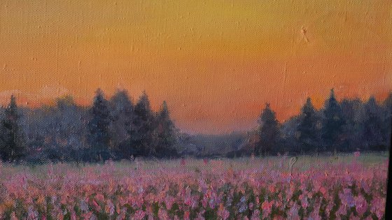 Sunset Over The Purple Flowers