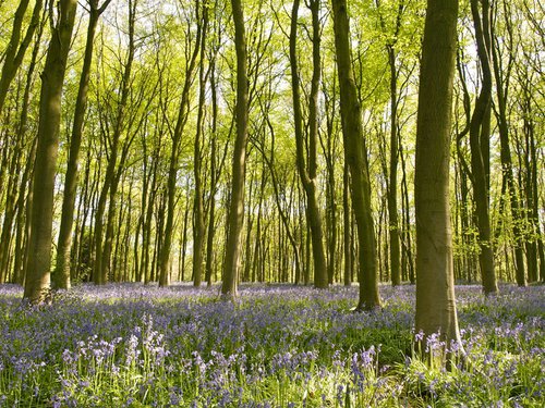 Bluebells of Micheldever Woods by Alex Cassels