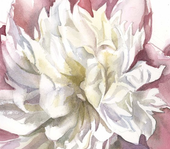 pink and white peony watercolor floral