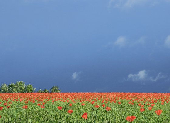 Poppy Meadow