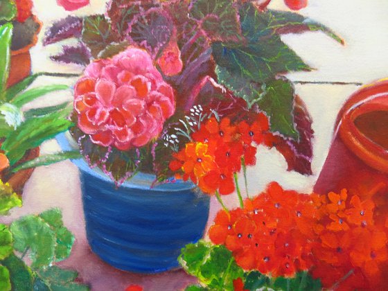 Begonias and Geraniums on my Patio