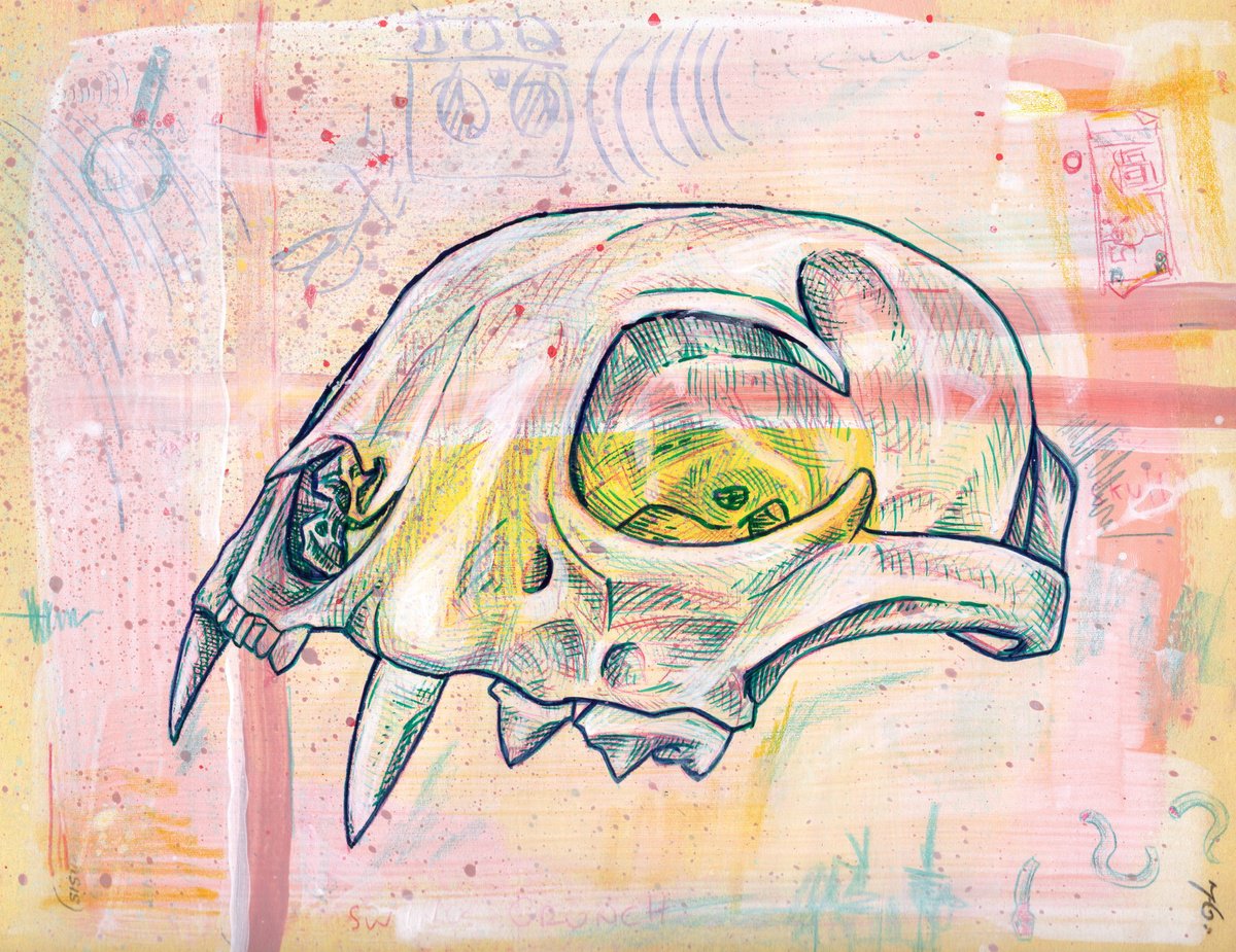 Still Life Ink Drawing By Paul Ward, 9 X 7", Bobcat Skull, Original Artwork