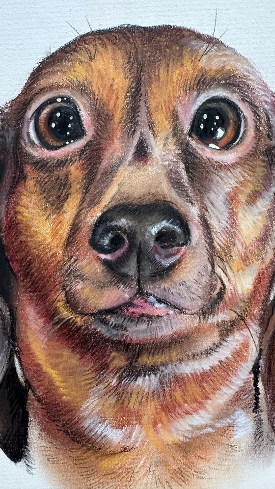 Funny Dachshund Portrait Adorable Pup