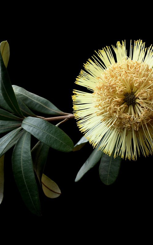 Banksia Integrifolia by Nadia Culph
