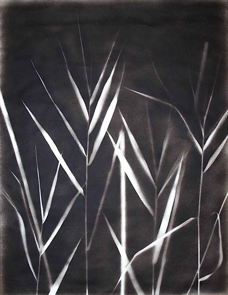 Phragmites australis I (Common reed) by Laura Sttefeld