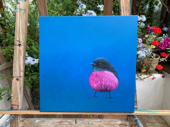 Pink Robin