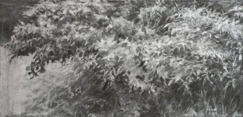 Foliage Study – charcoal drawing by John Fleck