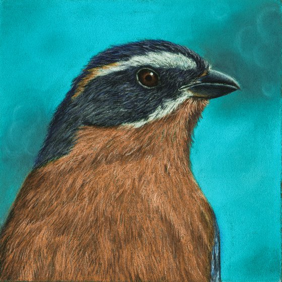 Original diptych pastel drawing birds "Brown portraits"