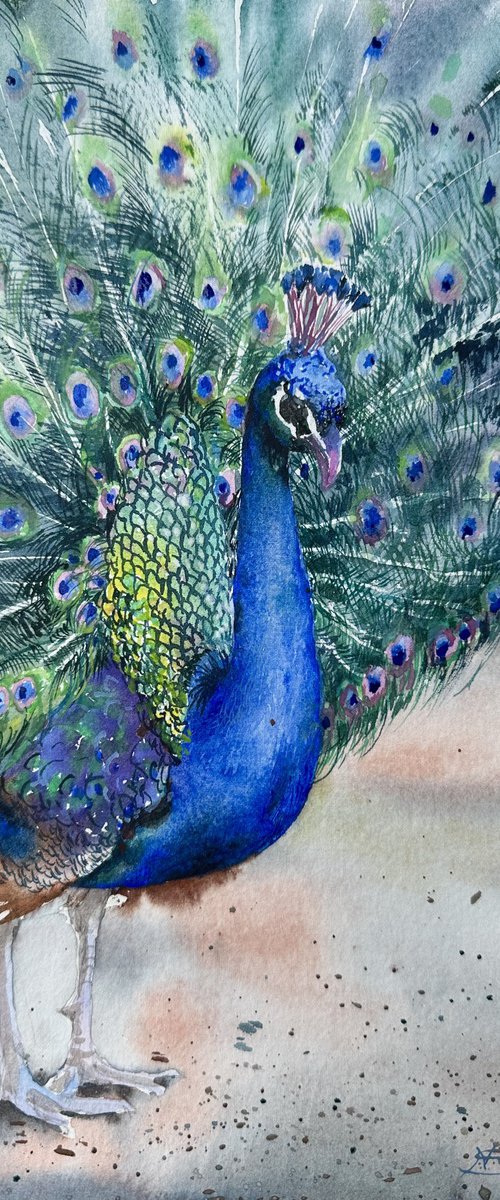 Peacock in full splendour by Natasha Sokolnikova