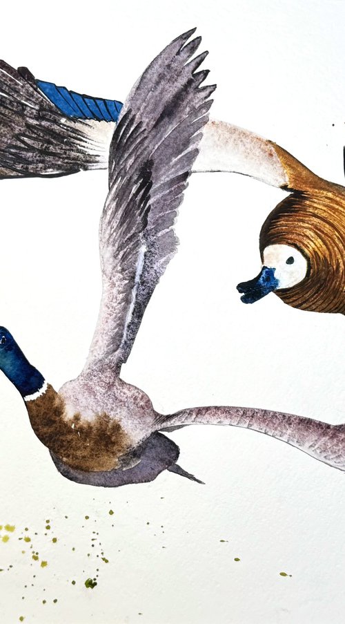 A pair of wild ducks in flight by Yuliia Sharapova