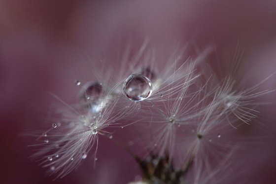 Dandelion story