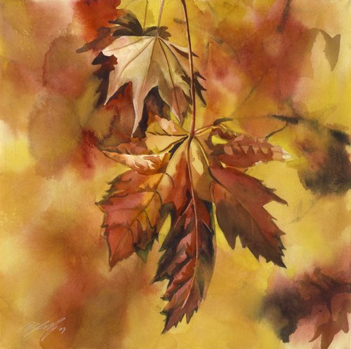Autumn maple by Alfred  Ng