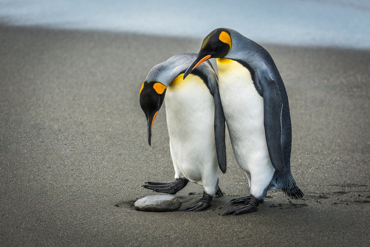 Photorealistic Animal Photograph By Nick Dale, 33 X 26", "Come On, Darling, It