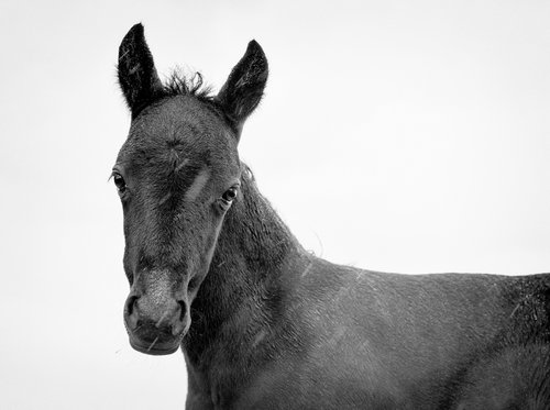 SPRING FOAL 2. by Andrew Lever