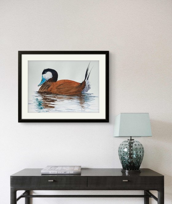 Rosse stekelstaart Ruddy Duck