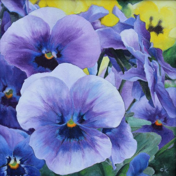 Pansies